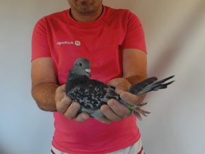 Pigeon image