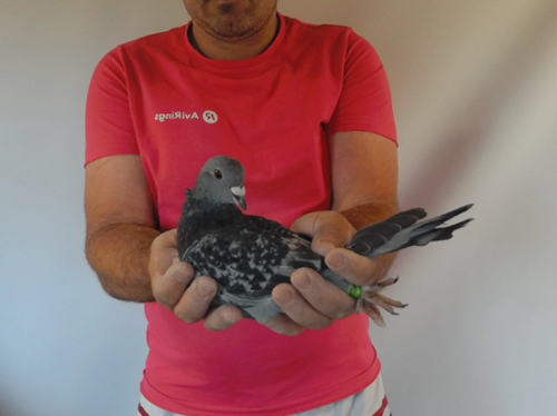 Pigeon image