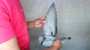 Pigeon image