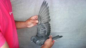 Pigeon image