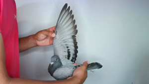 Pigeon image