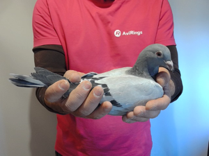 Pigeon image