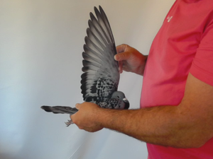 Pigeon image