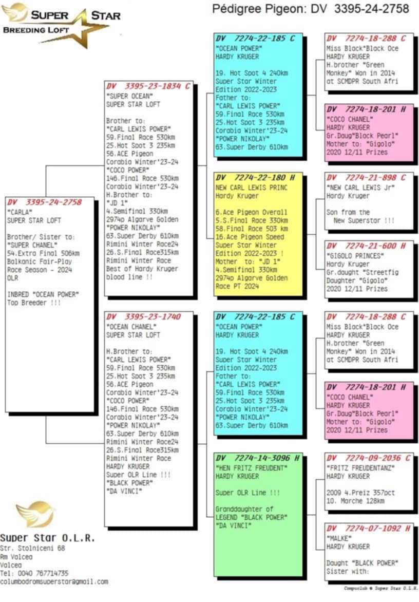 Pigeon pedigree image