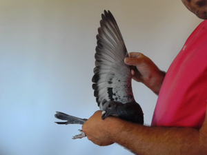 Pigeon image
