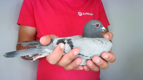 Pigeon image