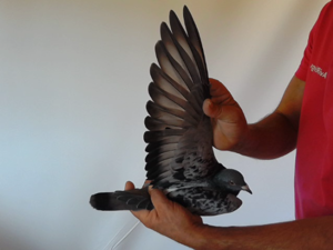 Pigeon image