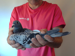 Pigeon image