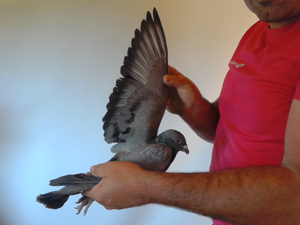 Pigeon image
