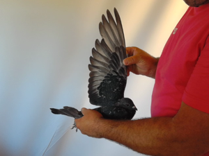 Pigeon image