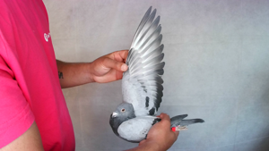 Pigeon image
