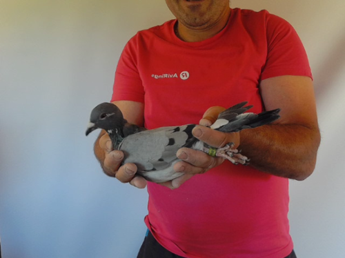 Pigeon image