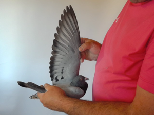 Pigeon image