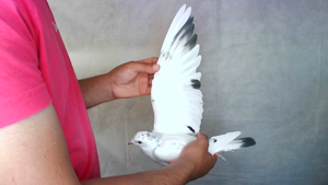 Pigeon image
