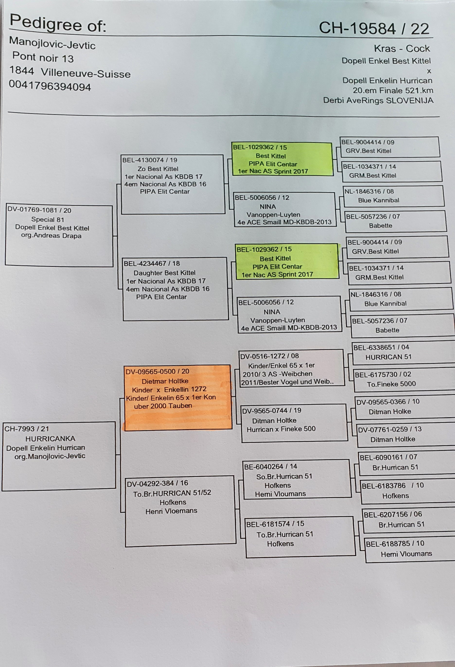 Pigeon pedigree image