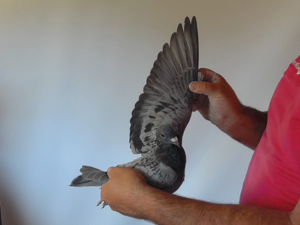 Pigeon image