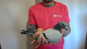 Pigeon image