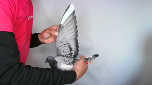 Pigeon image