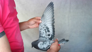 Pigeon image
