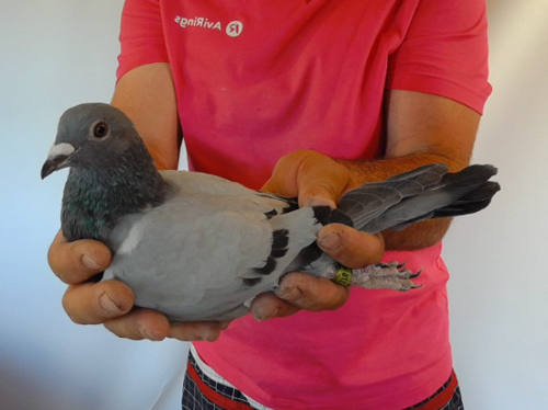Pigeon image