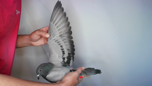 Pigeon image