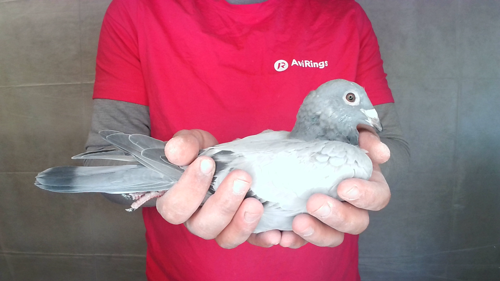 Pigeon image