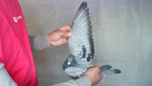 Pigeon image