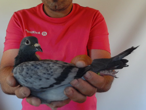 Pigeon image