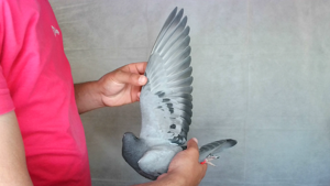 Pigeon image