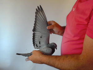 Pigeon image
