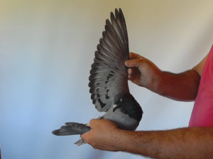 Pigeon image