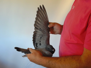 Pigeon image