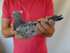 Pigeon image