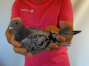Pigeon image
