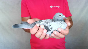 Pigeon image