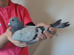 Pigeon image