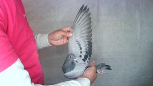 Pigeon image