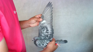 Pigeon image
