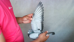 Pigeon image