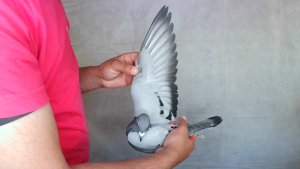 Pigeon image