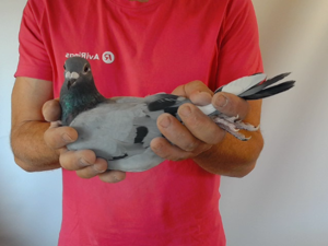 Pigeon image