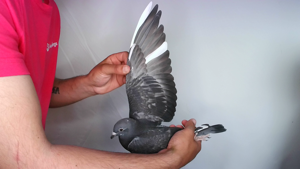 Pigeon image