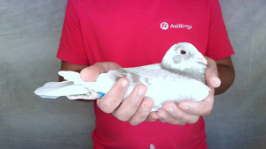 Pigeon image