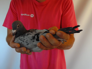 Pigeon image