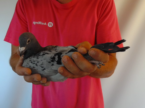 Pigeon image