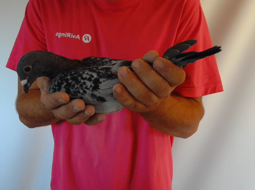 Pigeon image
