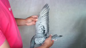 Pigeon image