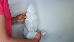 Pigeon image