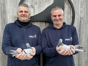 Pigeon image