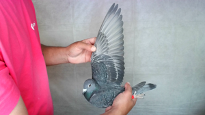 Pigeon image
